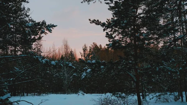 Наблюдая Закат Зимой Вечернем Лесу Среди Деревьев — стоковое фото