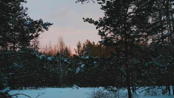 Observando Puesta Sol Invierno Bosque Tarde Entre Los Árboles — Foto de Stock