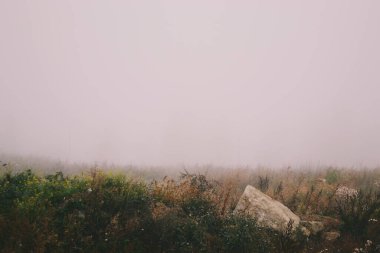 Yoğun sisin arka planında taş ve bitkiler