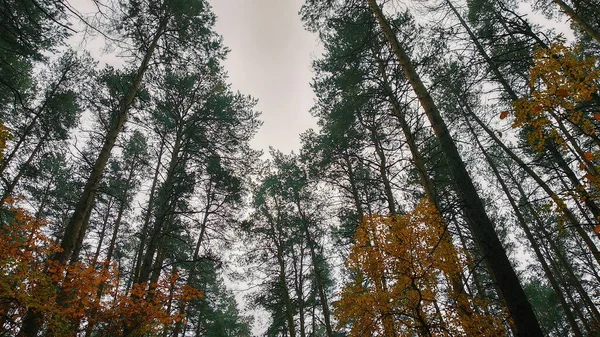 Zielone Żółte Korony Drzew Tle Ciemnego Nieba — Zdjęcie stockowe