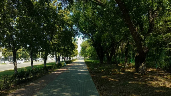 Caminhada Entre Avenida Das Árvores Lado Estrada — Fotografia de Stock