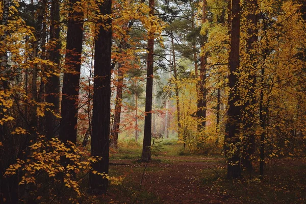 Folhas Vermelhas Amarelas Brilhantes Árvores Floresta Outono Fotos De Bancos De Imagens