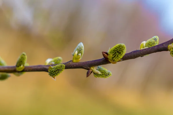 Blühender Weidenzweig — Stockfoto