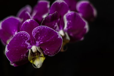 Siyah bir zemin üzerine mor orkideler