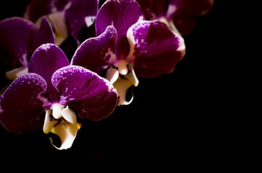 Siyah bir zemin üzerine mor orkideler