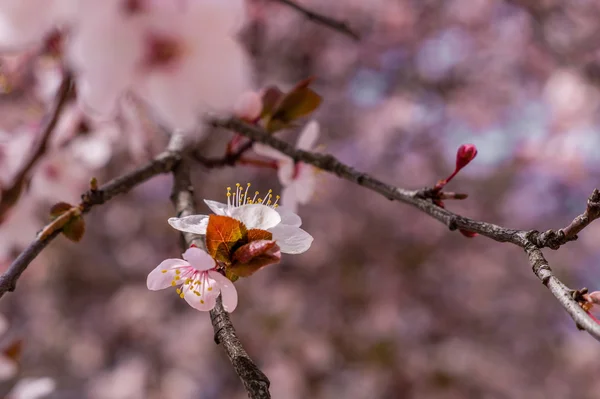 Ramos de flor de cereja — Fotografia de Stock