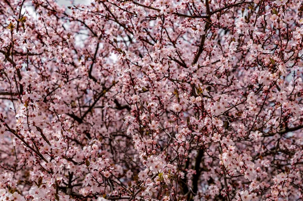 벚꽃 가지 — 스톡 사진