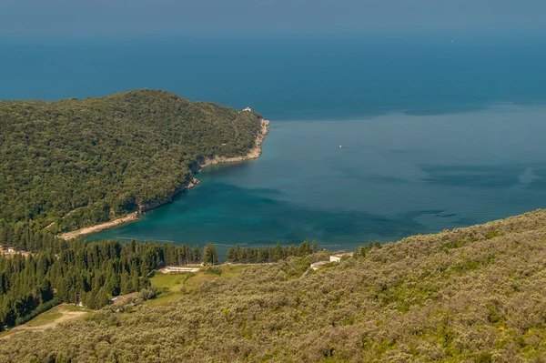 Bosque y plantación de olivos unidos al mar — Foto de Stock
