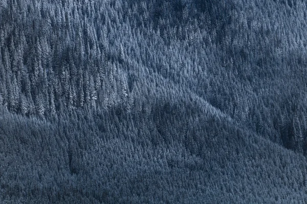Textura un bosque de montaña — Foto de Stock