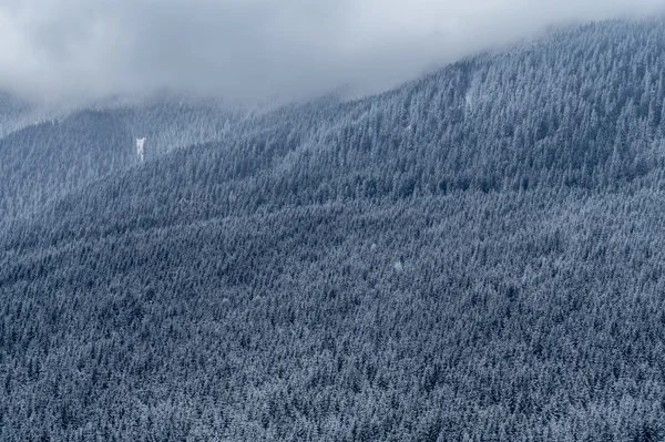 Bosque montañoso nevado — Foto de Stock