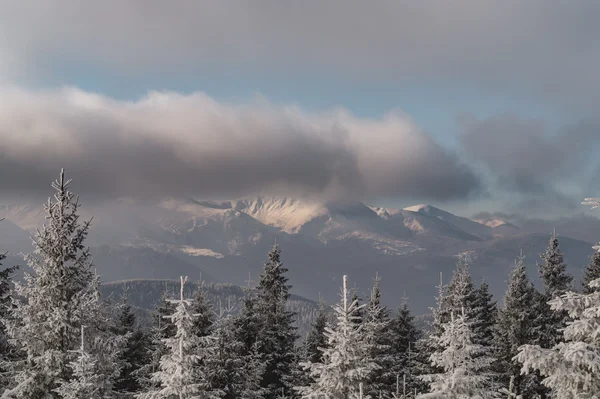 Nubes y abetos en una montaña — Foto de Stock