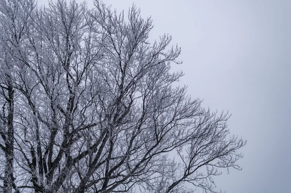 Ramos de uma árvore caducas — Fotografia de Stock