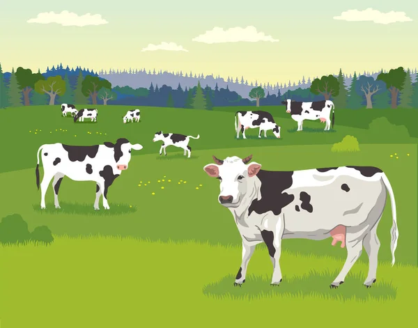 Krajina Pastvinami Krav Kojeneckých Krav Detailní Kresbou Krávy Popředí — Stockový vektor