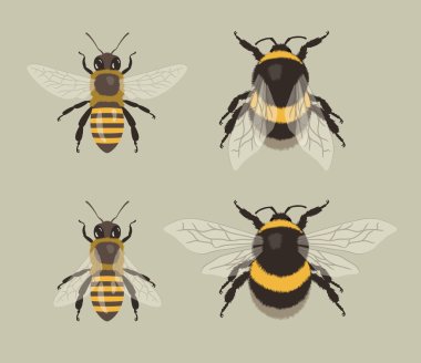 Bee and Bumblebee clipart