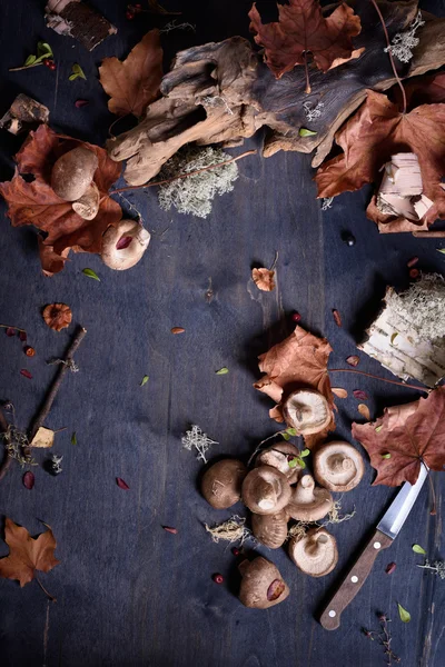 Cogumelos, ingredientes de cozinha frescos, fundo de outono. Espaço de cópia, diretamente acima . — Fotografia de Stock