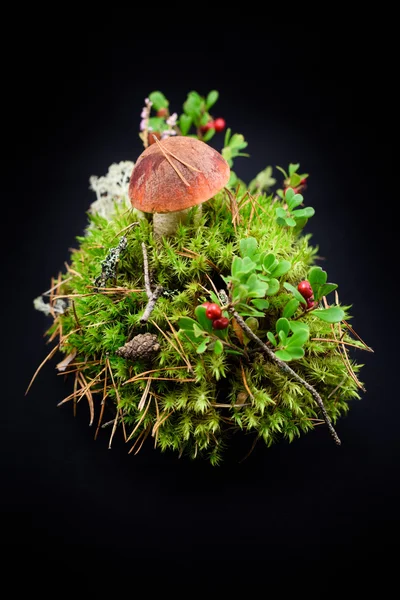 Orange mössa svamp med tranbär i moss isolerade på svart. — Stockfoto