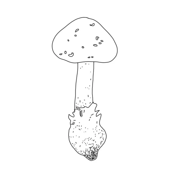 Illustration Eines Pilzes Stil Von Linart — Stockfoto