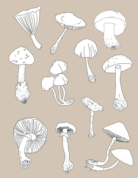 Ensemble Illustrations Avec Des Champignons Différents Types Dans Style Art Image En Vente