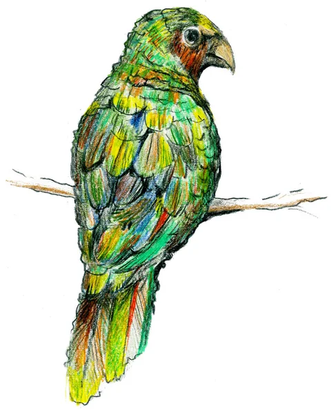 Kézzel Rajzolt Illusztráció Egy Papagájmadár Élénk Zöld Tollazat Egy Ágon — Stock Fotó