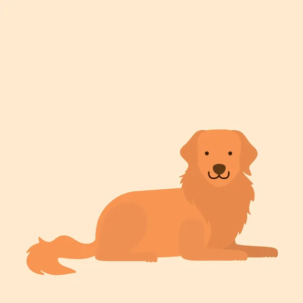 Golden Retriever Hond Puppy Huisdier Platte Vector Geïsoleerd Ontwerp Concept — Stockvector