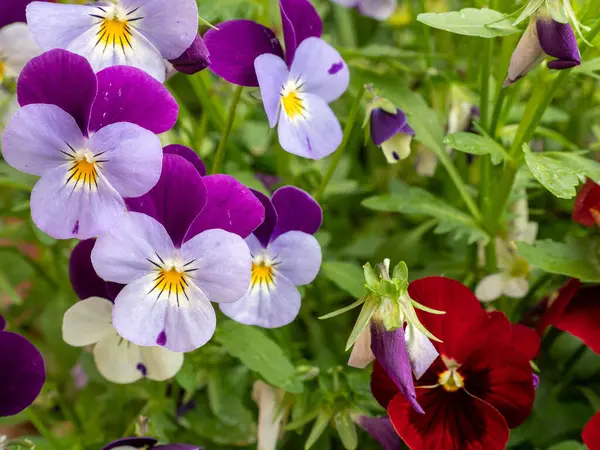 Flores Coloridas Pansy Close — Fotografia de Stock