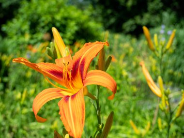 Yazın açan parlak kırmızı zambaklar, parkta parlak kırmızı zambaklar..