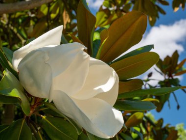 Büyük çiçekli manolya, Bull Bay manolyası, derili yapraklı yemyeşil ağaç..