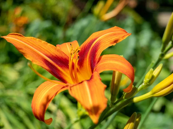 Gigli Diurni Rosso Brillante Fioritura Estate Gigli Diurni Rosso Brillante — Foto Stock