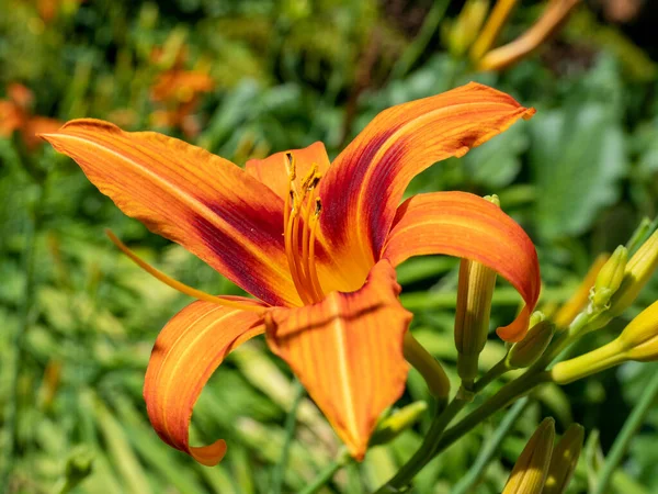 Daylilies Vermelhos Brilhantes Florescendo Verão Daylilies Vermelhos Brilhantes Parque — Fotografia de Stock