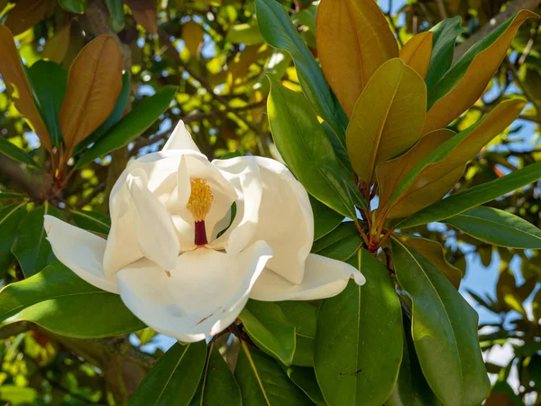 Großblütige Magnolie Bull Bay Magnolie Immergrüner Baum Mit Ledrigen Blättern — Stockfoto