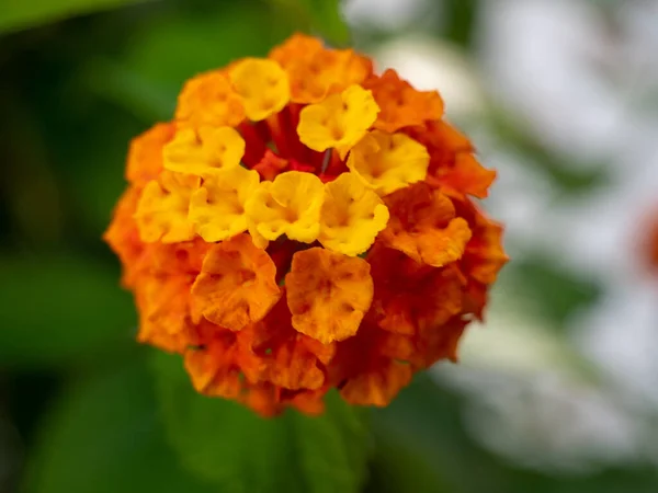 Lantana Camara Blüten Gelb Orange Töne Sind Bunte Blüten — Stockfoto