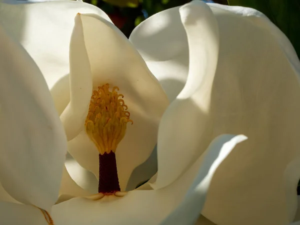 Large-flowered magnolia, Bull Bay magnolia, evergreen tree with leathery leaves.