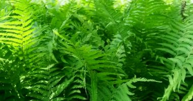 Delicate leaves and leaves of wild ferns sway in the even wind.
