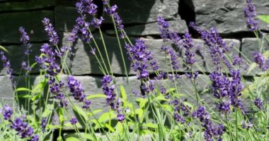 Beautiful Lavender Garden. Blooming lavender in the park.
