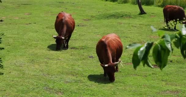 Κόκκινες αγελάδες βόσκουν στο λιβάδι. Αγελάδες στο βοσκότοπο. — Αρχείο Βίντεο