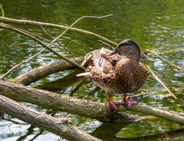 Yaban ördeği gölette yüzer. Kapat..