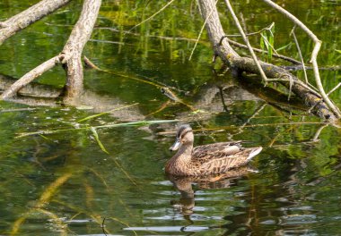 Yaban ördeği gölette yüzer. Kapat..