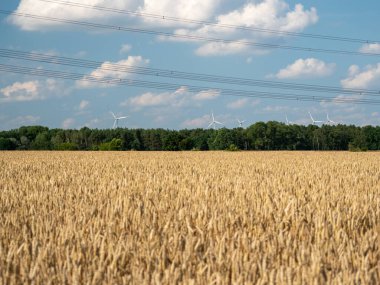 Altın buğday tarlası yaz gökyüzünün arka planında.