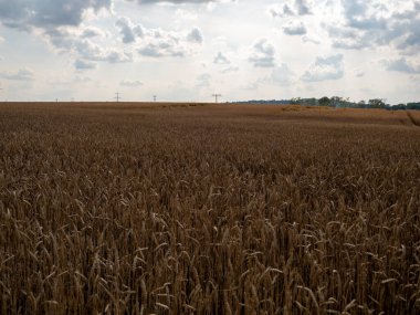 Altın buğday tarlası yaz gökyüzünün arka planında.