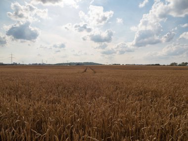 Altın buğday tarlası yaz gökyüzünün arka planında.