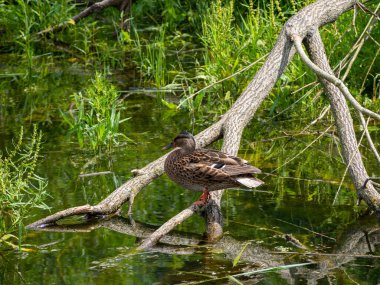 Yaban ördeği gölette yüzer. Kapat..