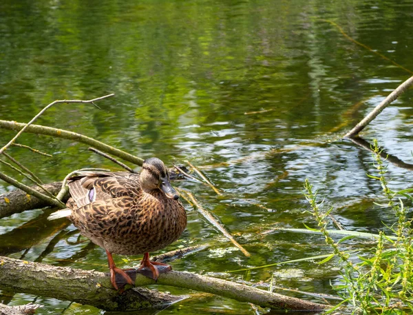 Wild duck swims in the pond. close up.