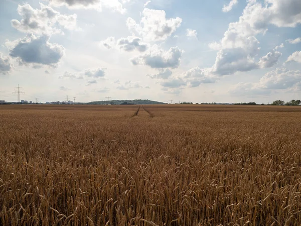 Altın buğday tarlası yaz gökyüzünün arka planında.