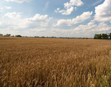 Altın buğday tarlası yaz gökyüzünün arka planında.