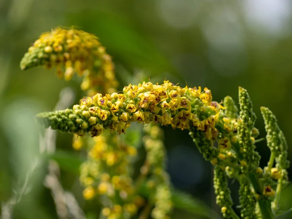 Digitalis foxglob 、錆びたfoxgloveは開花植物の一種ですDigitalis. — ストック写真