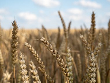 Altın buğday tarlası yaz gökyüzünün arka planında.
