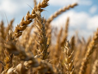 Altın buğday tarlası yaz gökyüzünün arka planında.