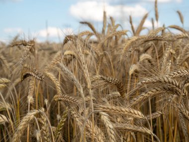 Altın buğday tarlası yaz gökyüzünün arka planında.