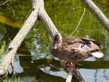 Bir yaban ördeği gölette bir çıkmazda oturuyor. Kapat..