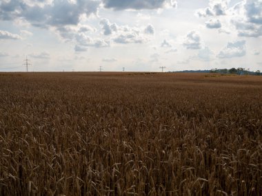 Altın buğday tarlası yaz gökyüzünün arka planında.